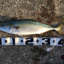 ハマチ・サゴシ